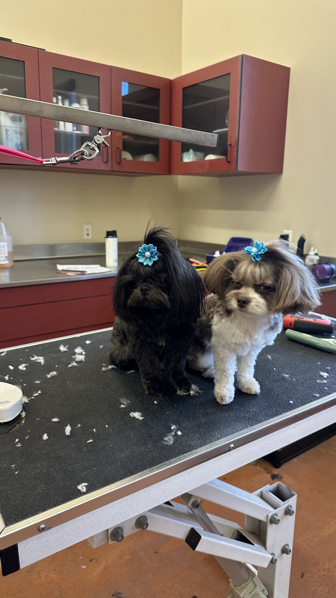  Full Dog Groom