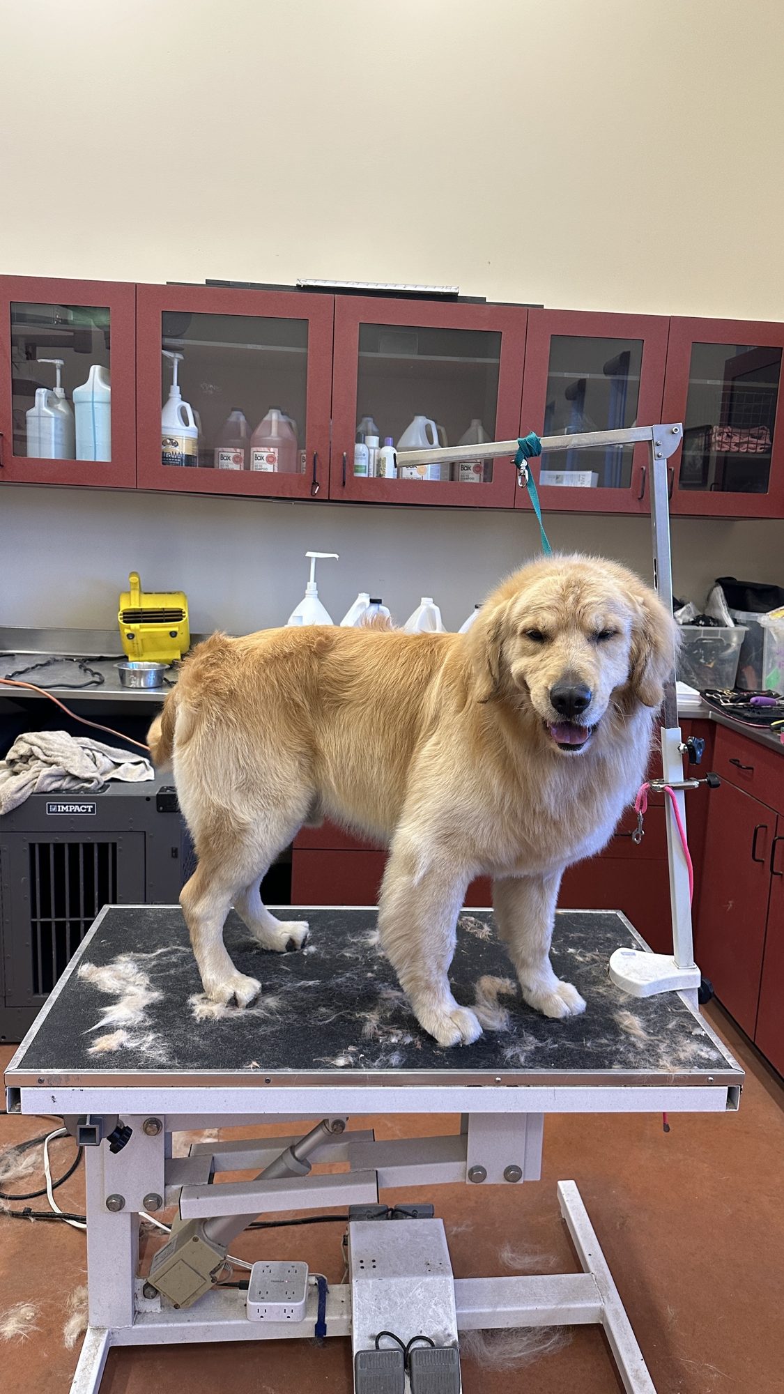  Full Dog Groom