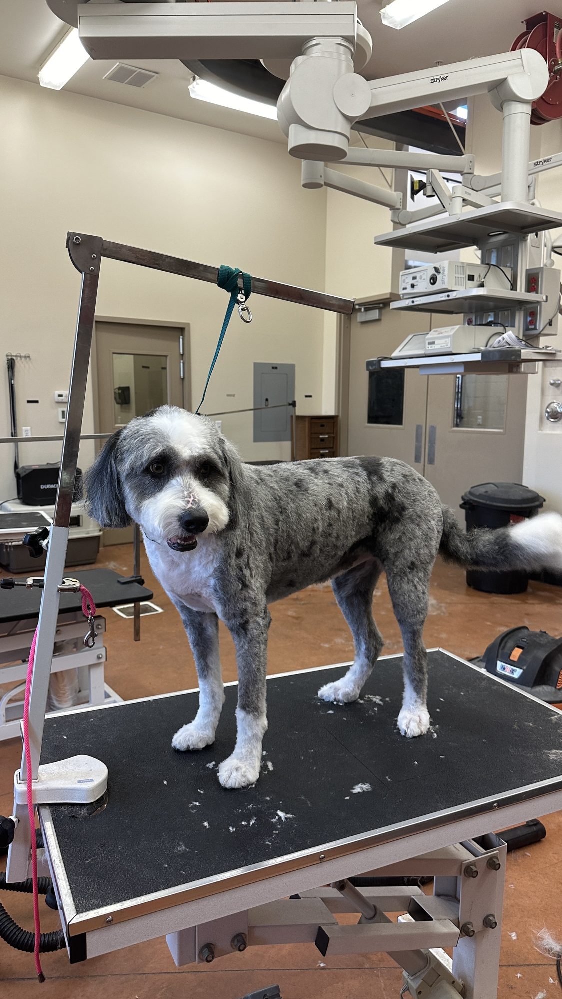 Full Dog Groom