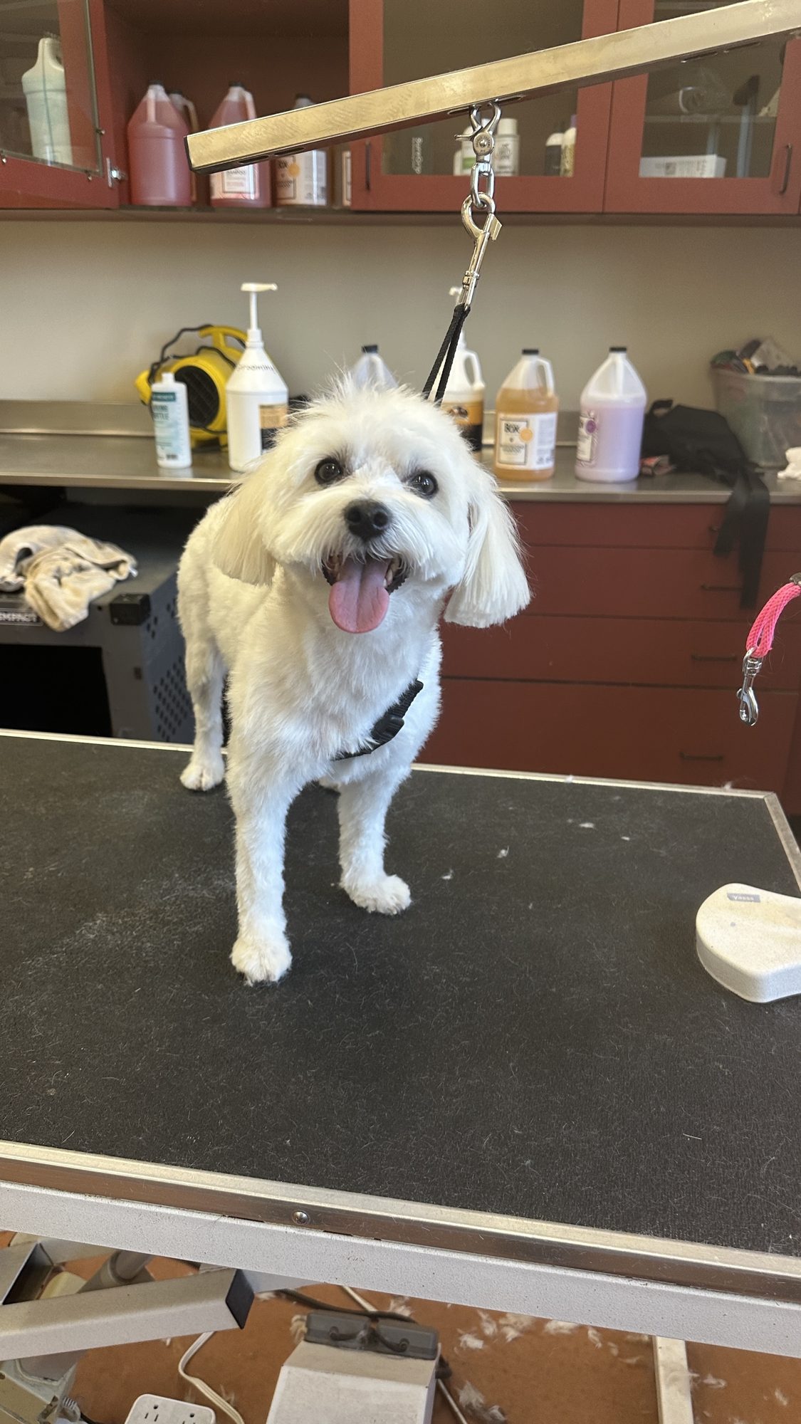  Full Dog Groom