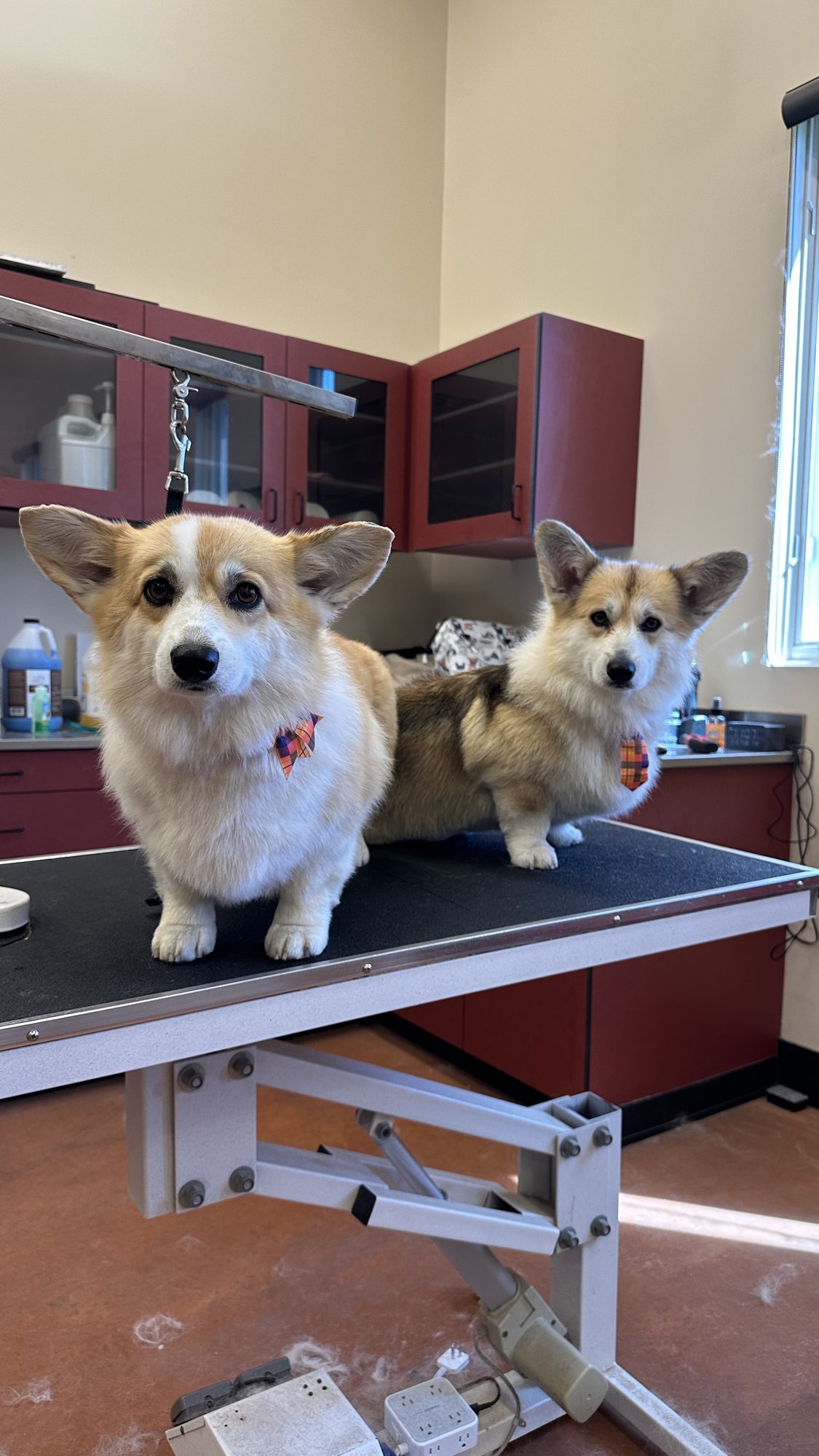  Full Dog Groom