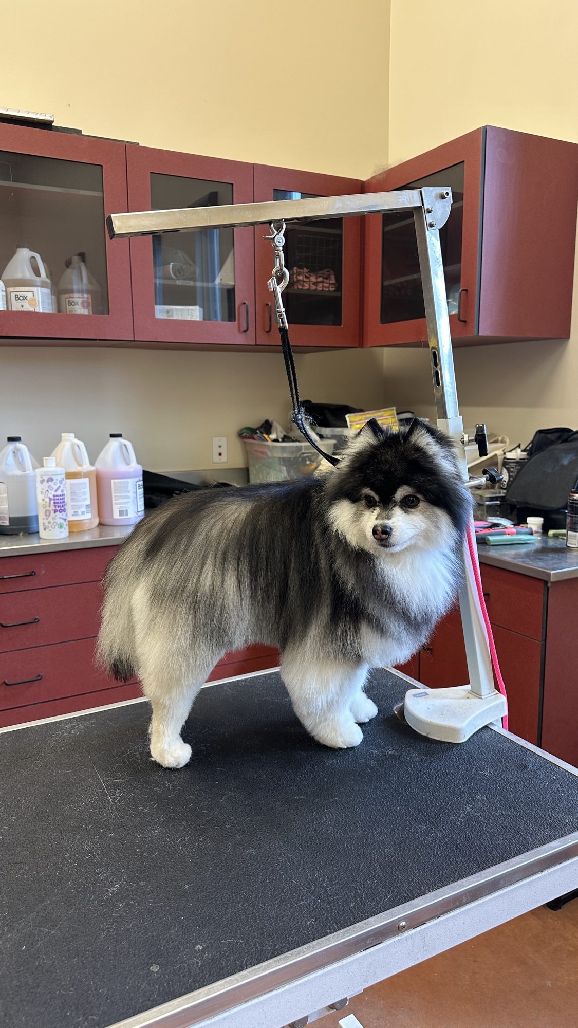 Millcreek Puppy's First Groom