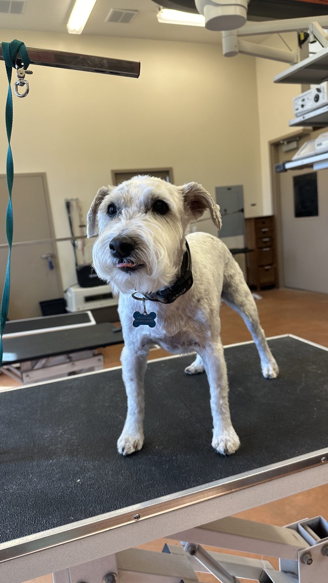 Full Dog Groom