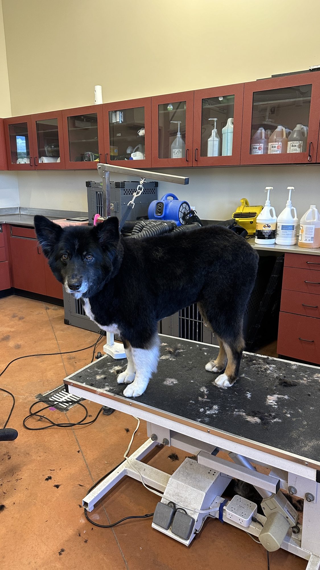 Millcreek DIY Dog Wash